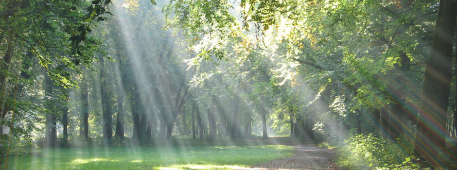 Weg durch Wald